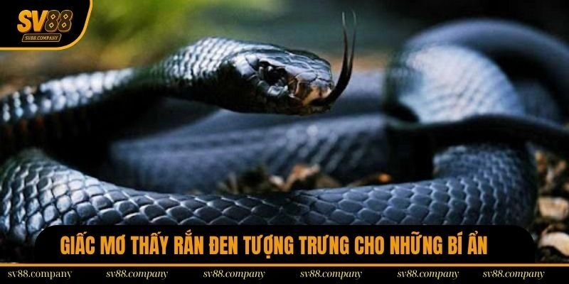 Giấc mơ thấy rắn đen tượng trưng cho những bí ẩn sâu sắc
